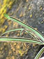 Image of Pteris ryukyuensis Tag.