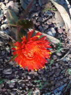 Image of Gomphrena arborescens L. fil.