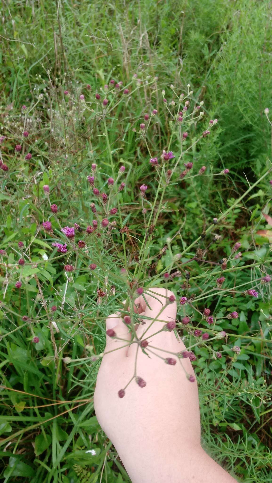 Image of tall ironweed