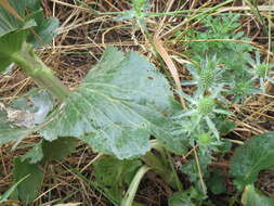 Imagem de Eryngium planum L.