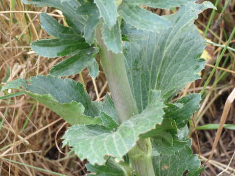 Imagem de Eryngium planum L.