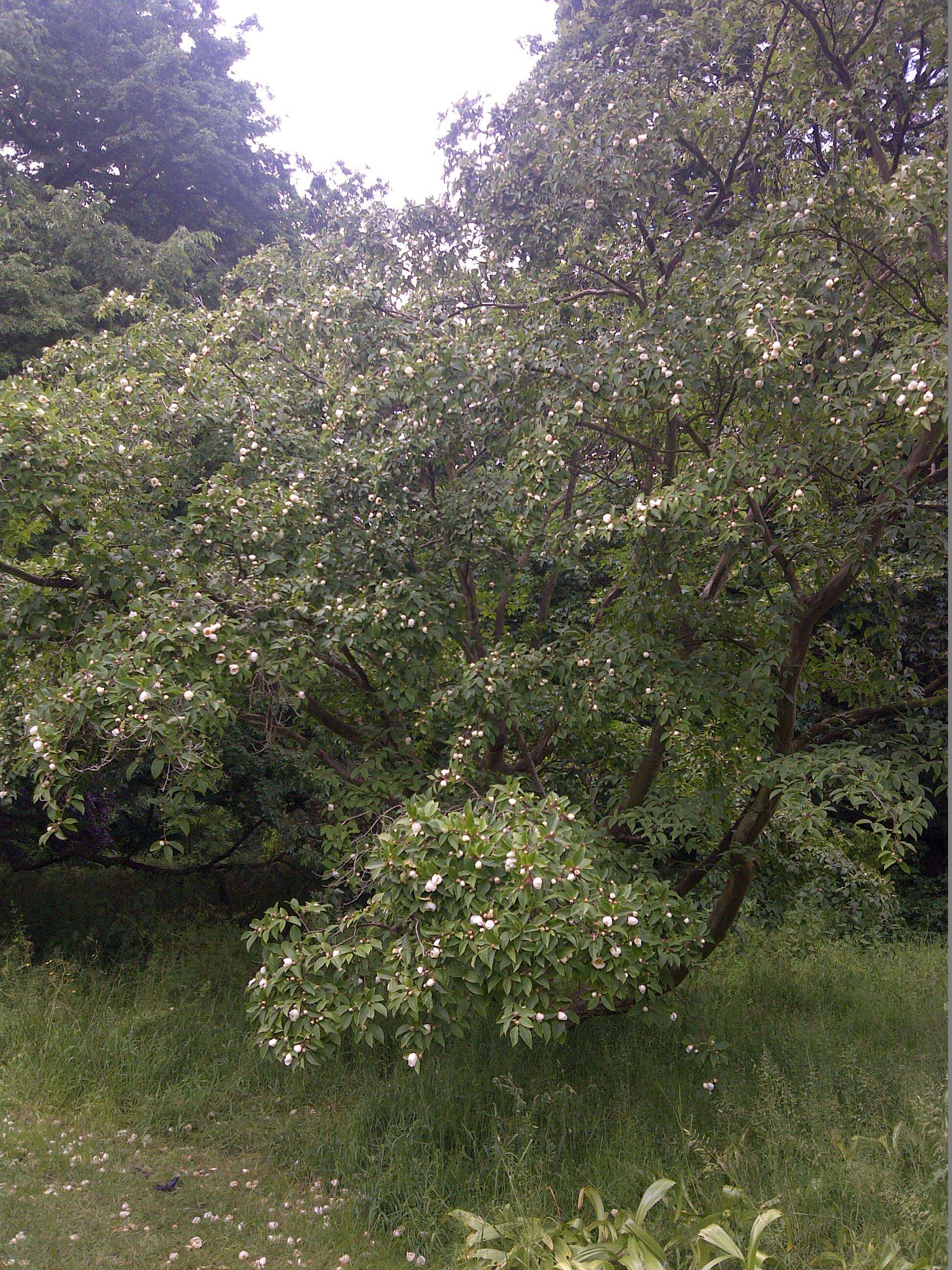 Imagem de Stewartia pseudocamellia Maxim.