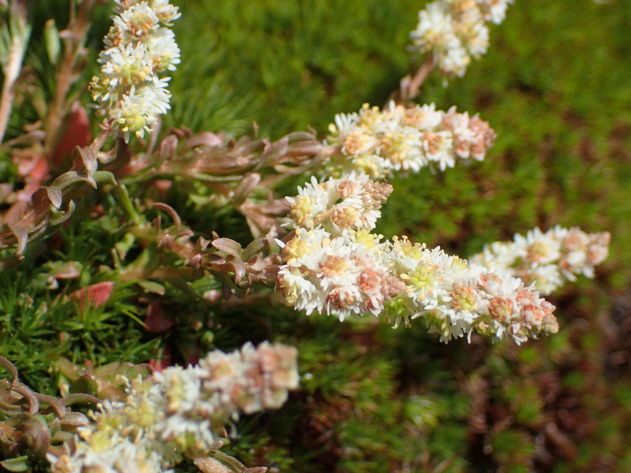 Image of Sesamoides interrupta (Boreau) G. López González