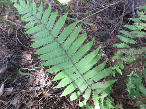 Christella dentata (Forsk.) Brownsey & Jermy的圖片