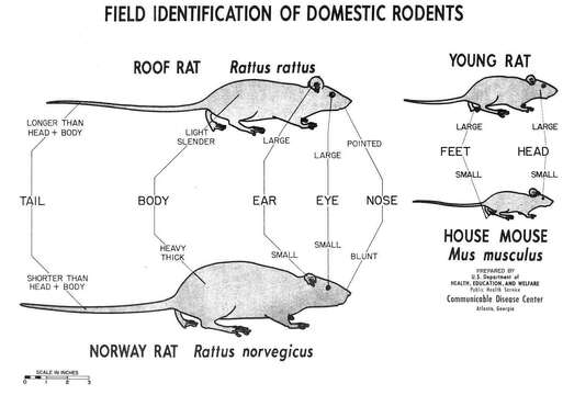 Image of Rattus Rattus