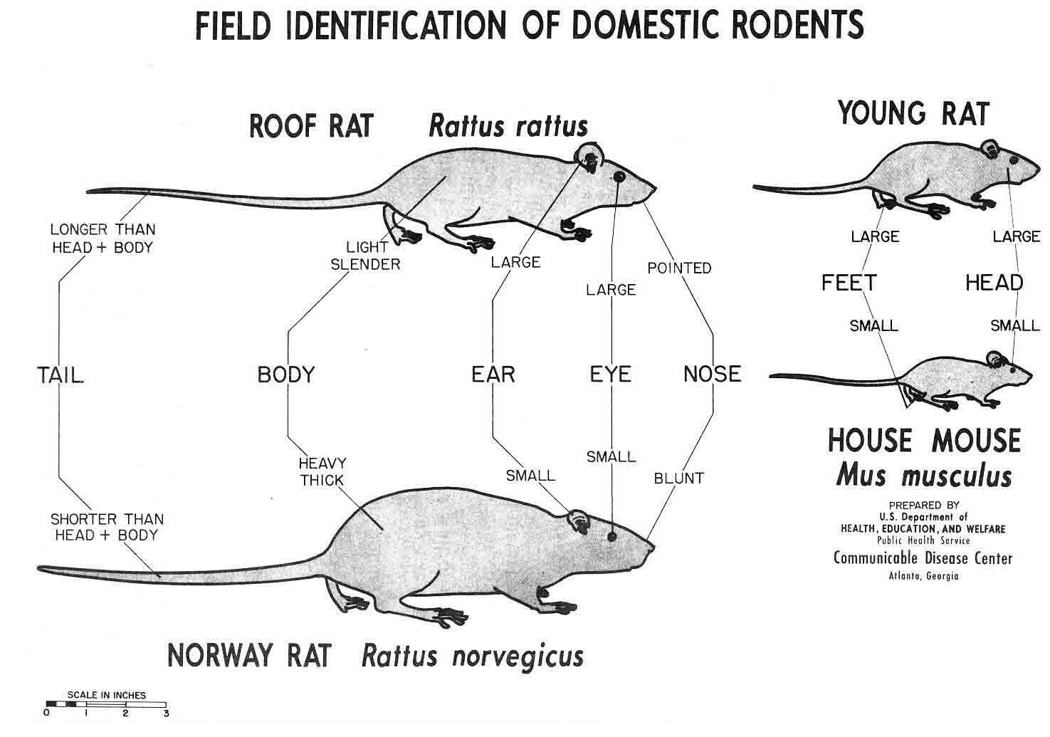 Image of Rattus Rattus