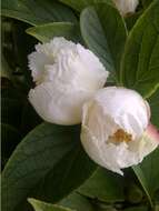 Imagem de Stewartia pseudocamellia Maxim.