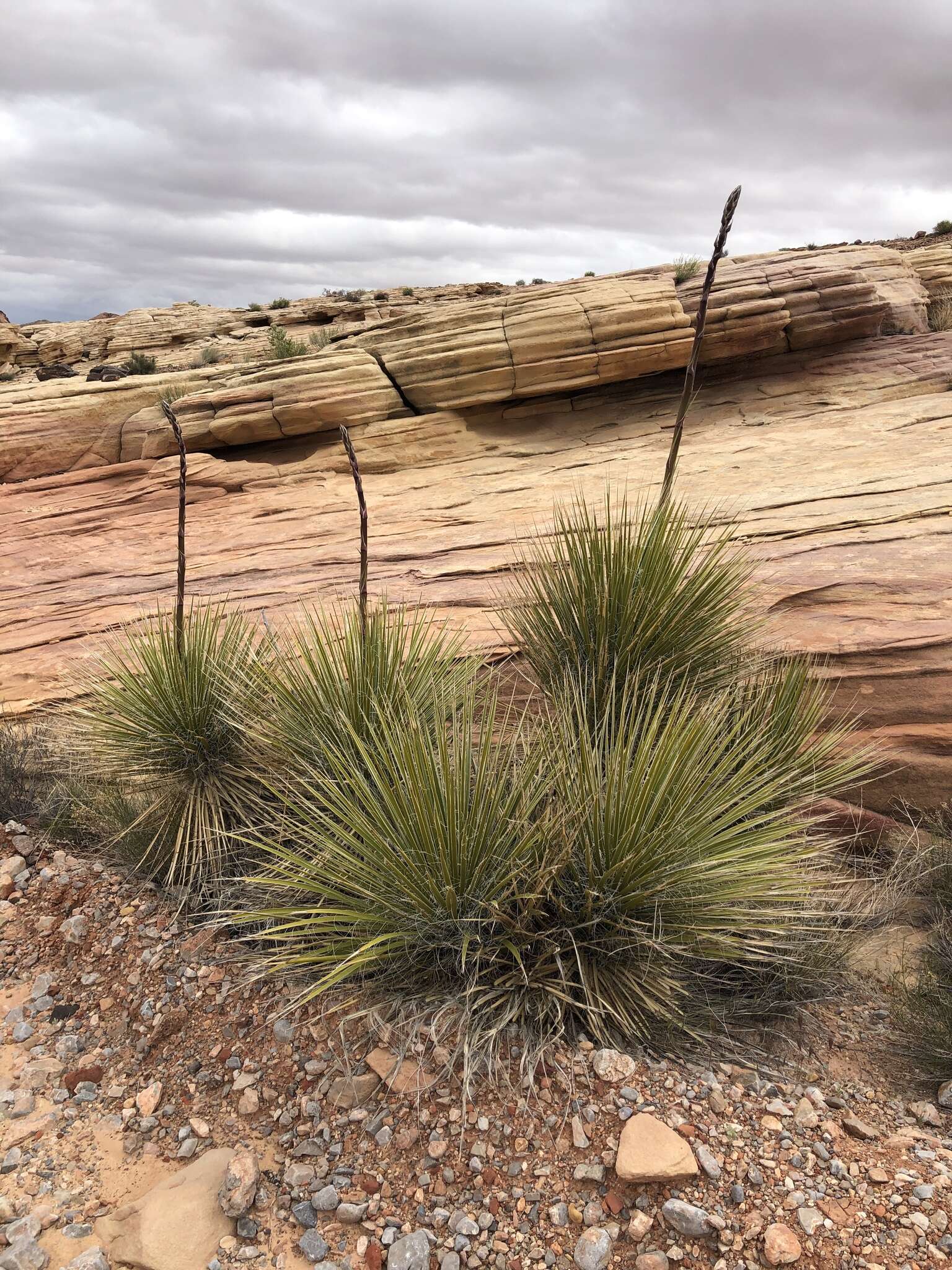 Image of Yucca utahensis McKelvey