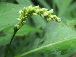 Image of Dock-Leaf Smartweed