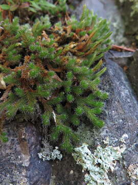 Image of Siberian spikemoss