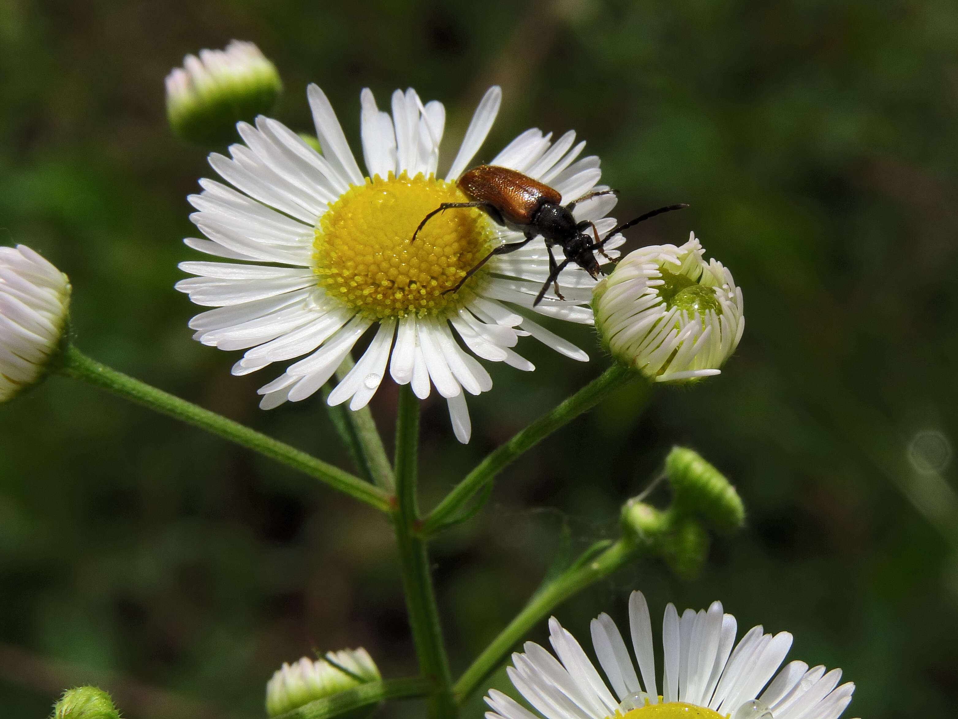 Image of Pseudovadonia