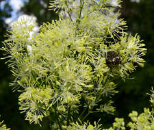 Image de Thalictrum lucidum L.