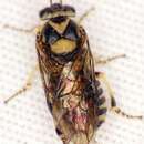 Image of European Spruce Sawfly