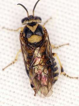 Image of European Spruce Sawfly