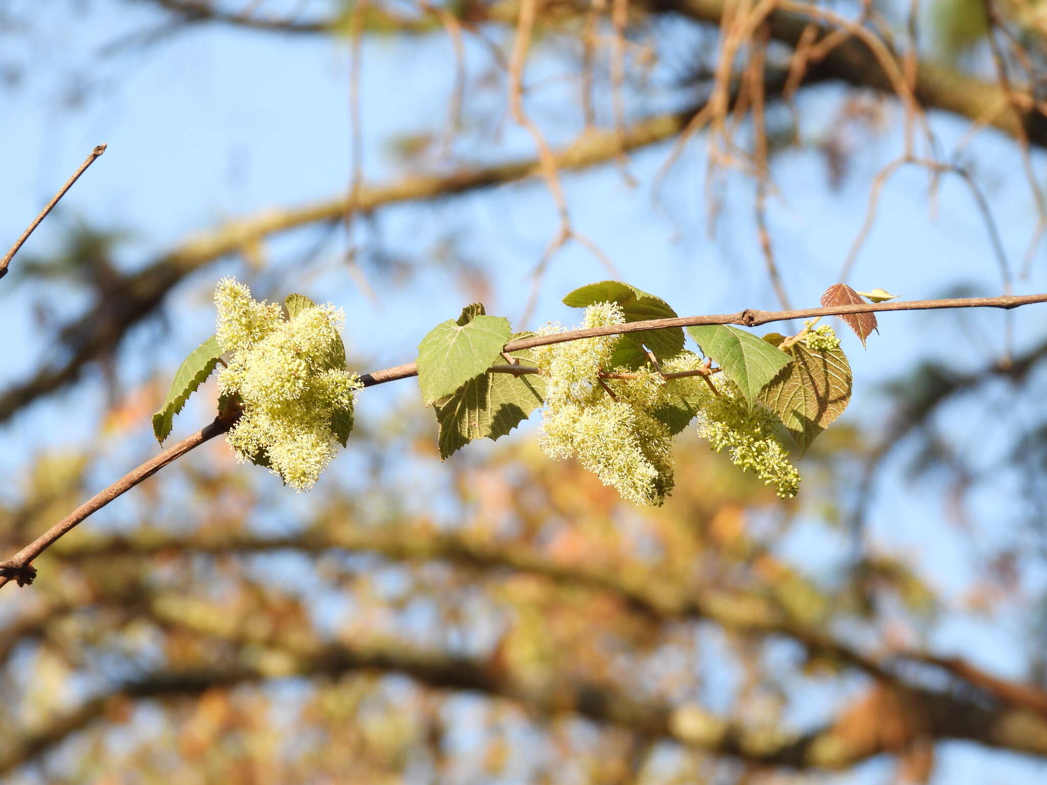 Image of West Indian grape