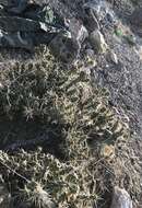 Image of Whipple cholla