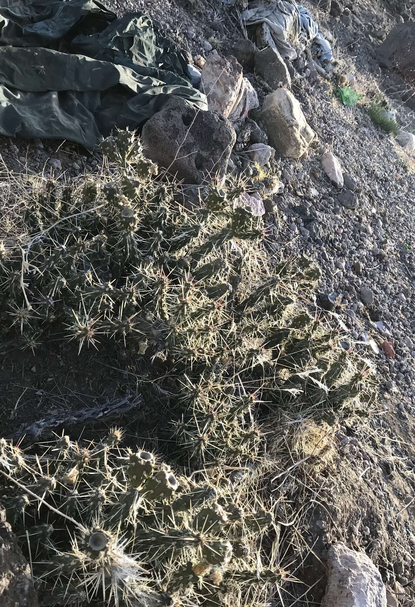 Image of Whipple cholla