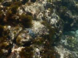 Image of Blue Crust Coral