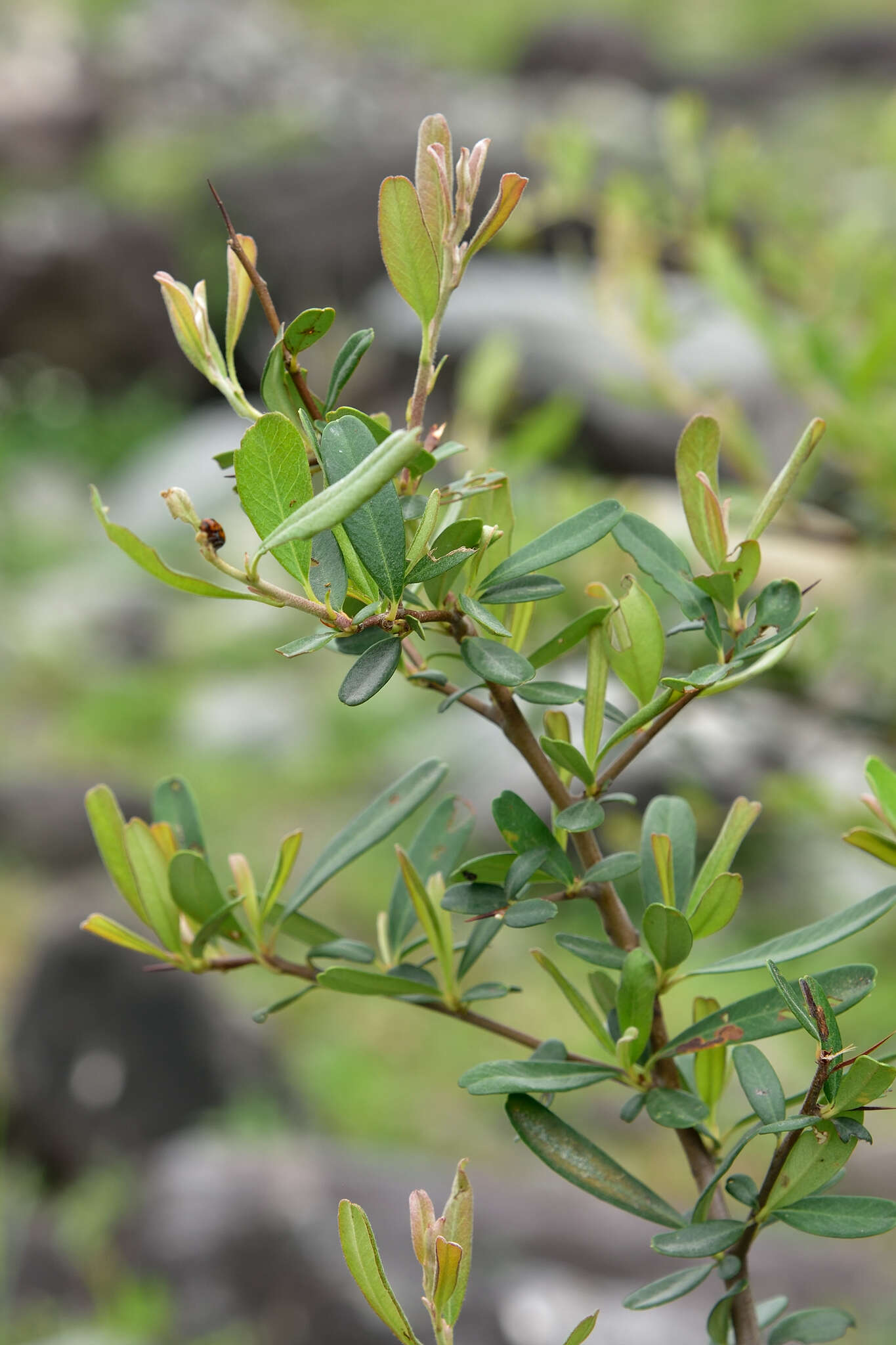 Image de Pyracantha koidzumii (Hayata) Rehd.