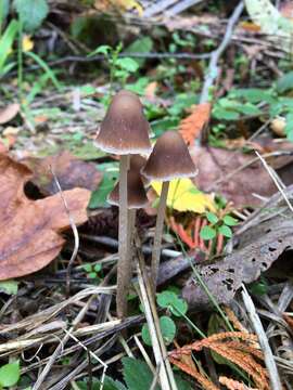 Image of Psathyrella corrugis (Pers.) Konrad & Maubl. 1949