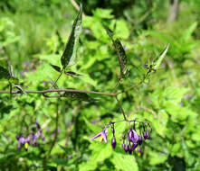 Image of bittersweet, woody nightshade