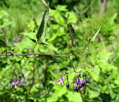 Image of bittersweet, woody nightshade