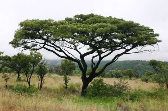 Image of Burkea