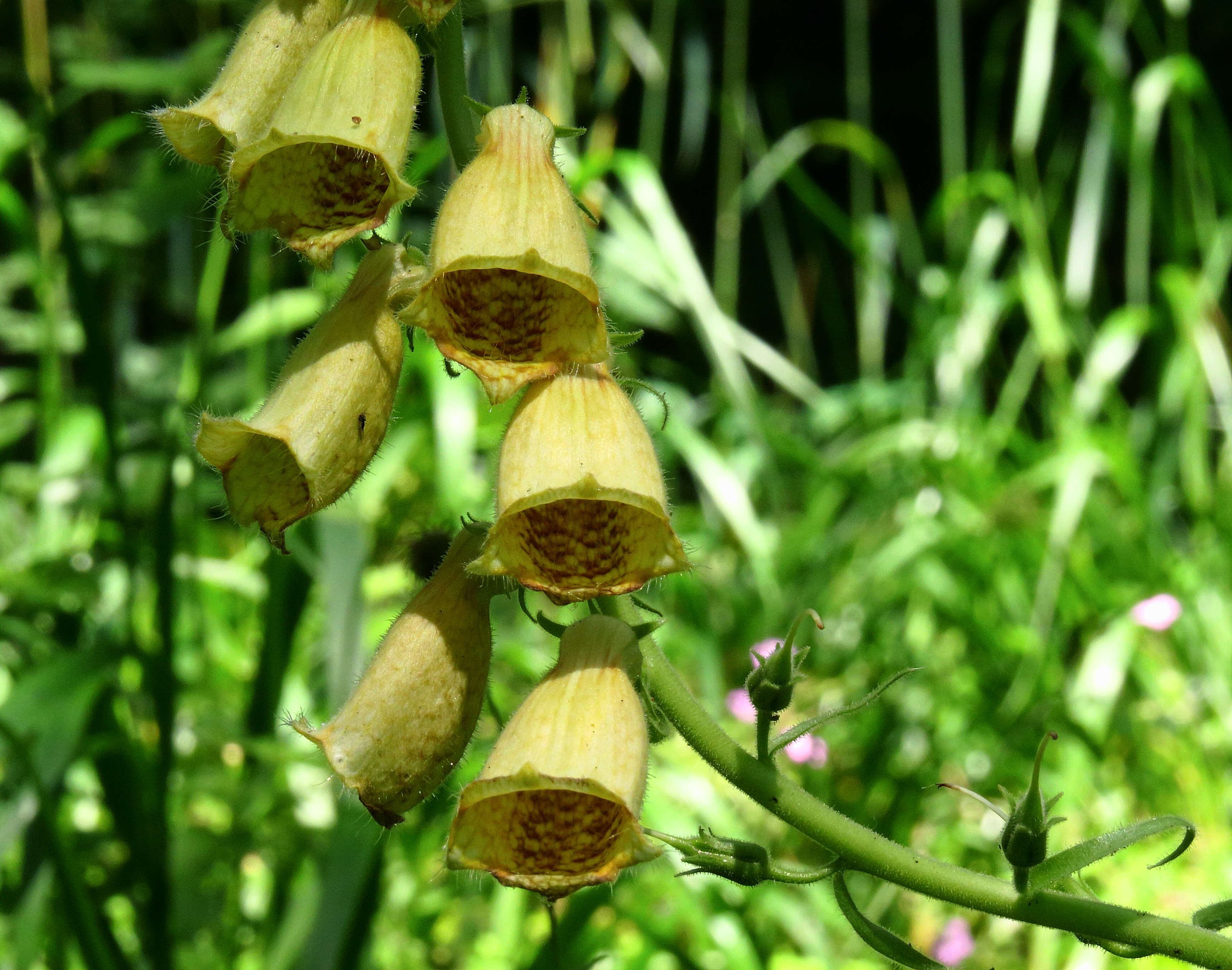 Imagem de Digitalis grandiflora Mill.