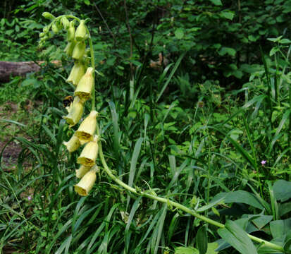 Imagem de Digitalis grandiflora Mill.