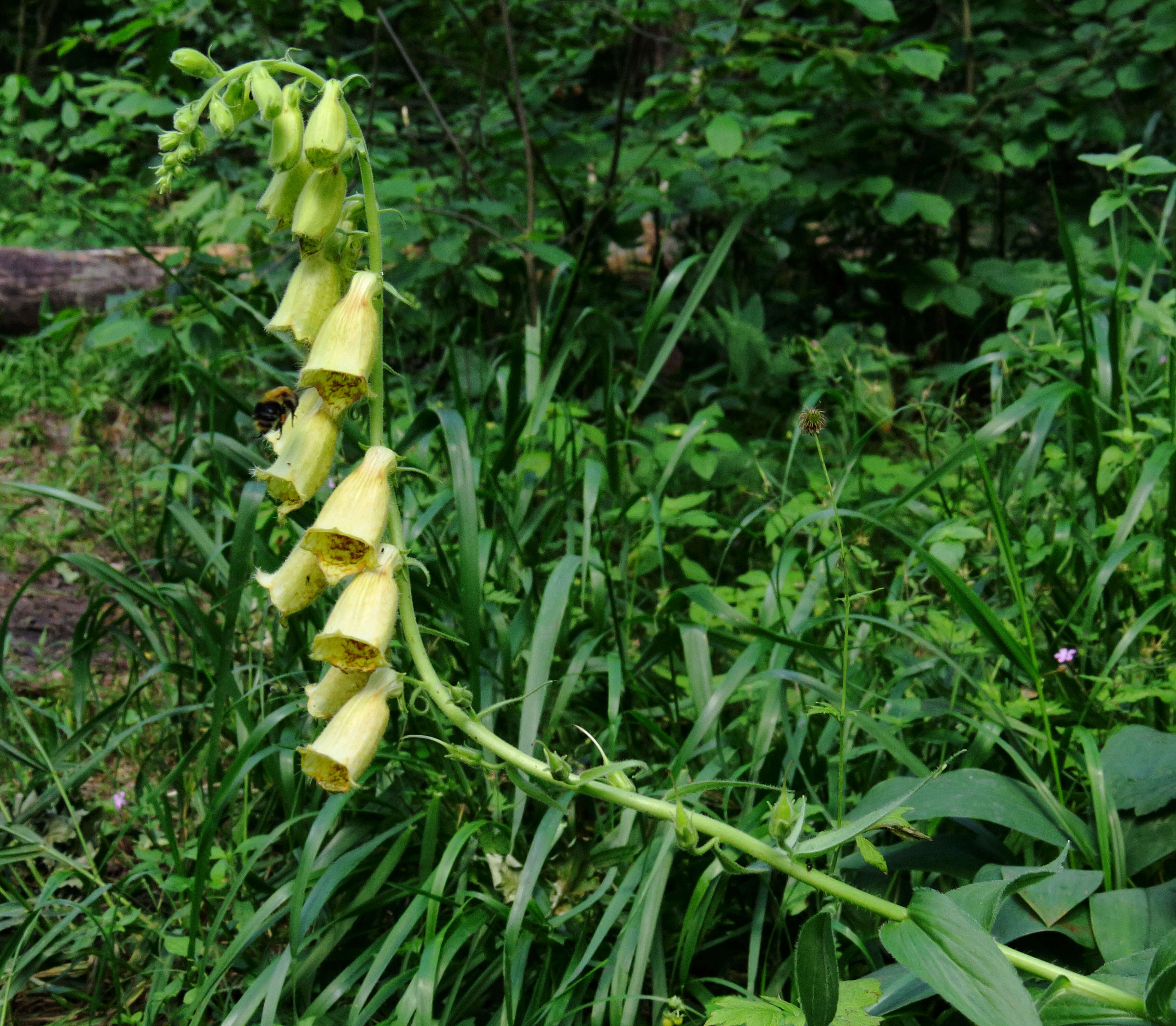 Imagem de Digitalis grandiflora Mill.