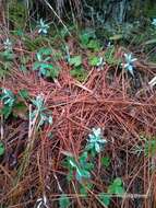 Image of Mount Yushan Pearly Everlasting