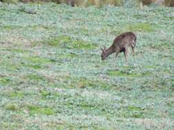 Image of Odocoileus virginianus ustus Trouessart 1910