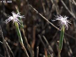 Image of Dianthus sinaicus Boiss.