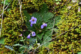 Image of Ramonda serbica Pancic