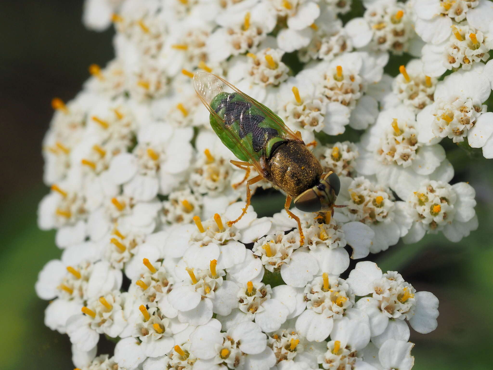 Image of Odontomyia angulata (Panzer 1798)