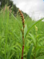 Image of Dock-Leaf Smartweed