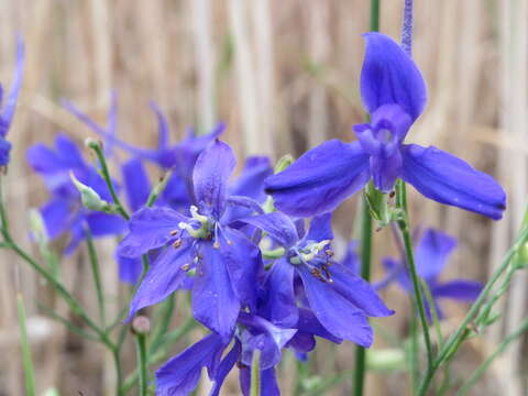 Image of forking larkspur