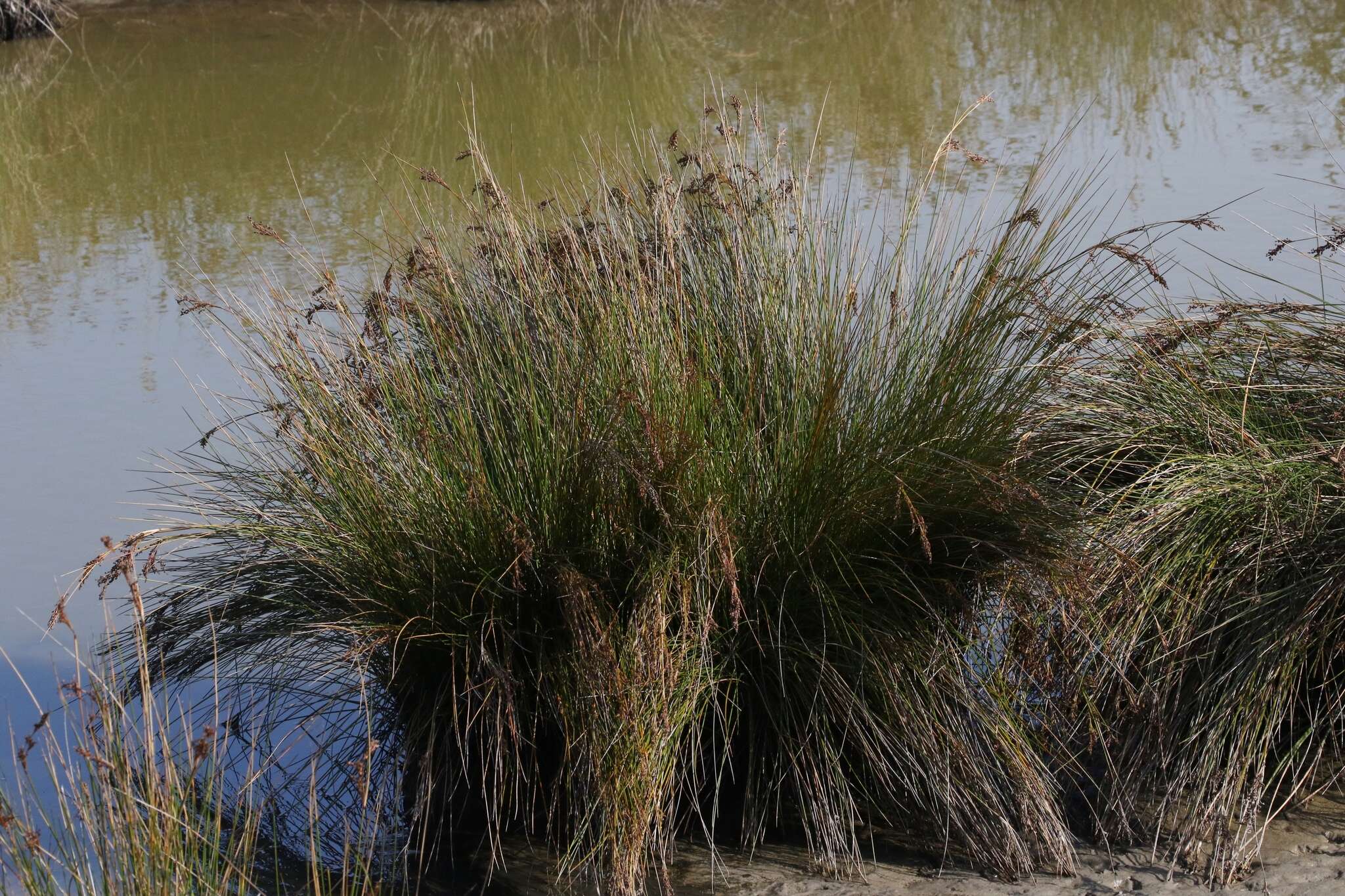 Image of Juncus kraussii Hochst.