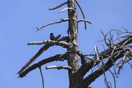 Image of Lewis's Woodpecker