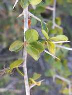 Plancia ëd Commiphora simplicifolia H. Perrier