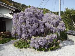 Plancia ëd Wisteria floribunda (Willd.) DC.