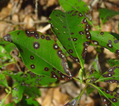 Mycosphaerella colorata (Peck) Earle 1901的圖片