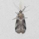 Image of Acrobasis caliginella