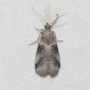 Acrobasis caliginella resmi