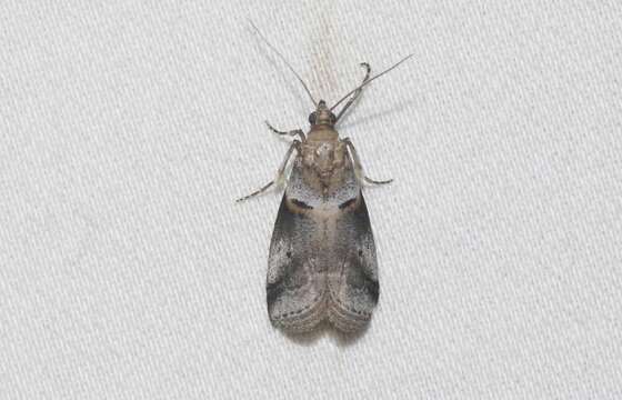 Image of Acrobasis caliginella