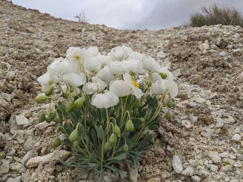 Image de Arctomecon humilis Coville