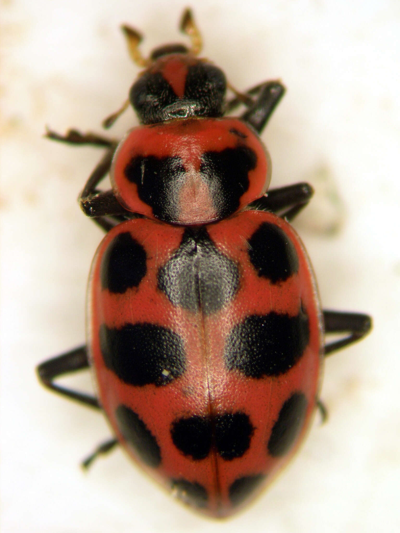 Image of Coleomegilla maculata strenua (Casey 1899)