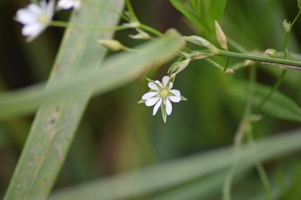 Imagem de Stellaria graminea L.