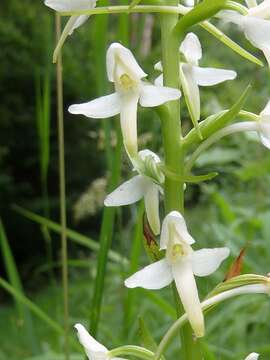 Image of lesser butterfly-orchid