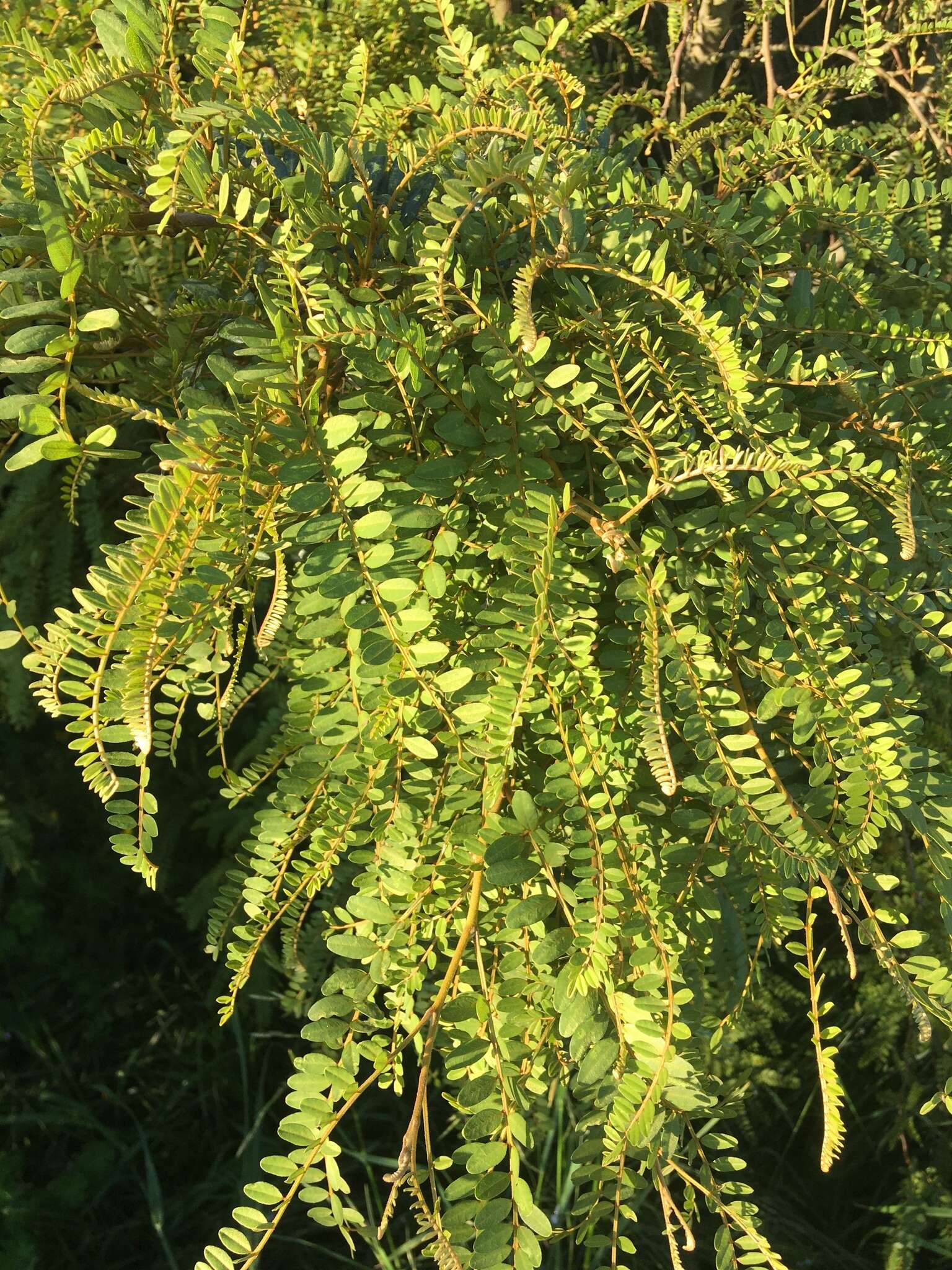 Image of North Island Kōwhai